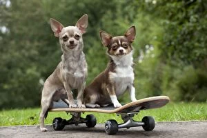DOG - Chihuahuas on skateboard