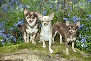 Images Dated 23rd April 2011: DOG - Chihuahuas standing in bluebells