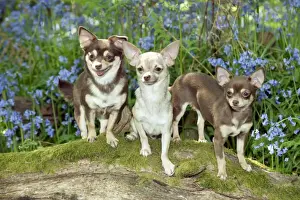 Logs Prints: DOG - Chihuahuas standing in bluebells