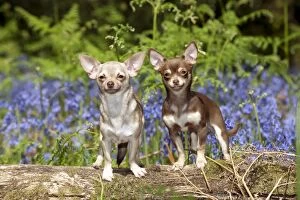 Images Dated 23rd April 2011: DOG - Chihuahuas standing in bluebells