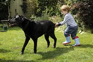 Dog. Child pulling dogs tail