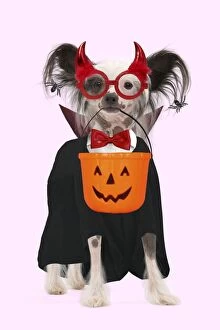 Halloween Gallery: Dog - Chinese Crested Dog