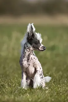 Dog - Chinese Crested Dog - in garden