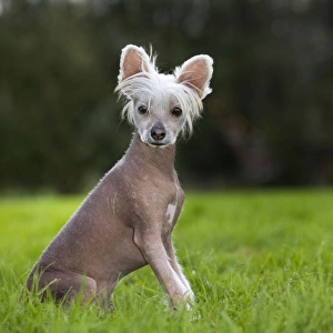 Images Dated 18th September 2011: Dog - Chinese Crested Dog - in garden