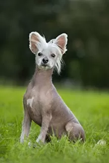 Images Dated 18th September 2011: Dog - Chinese Crested Dog - in garden