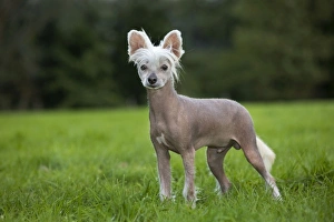 Images Dated 18th September 2011: Dog - Chinese Crested Dog - in garden