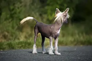 Dog - Chinese Crested Dog - on road