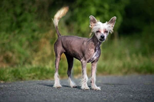 Images Dated 24th July 2007: Dog - Chinese Crested Dog - on road