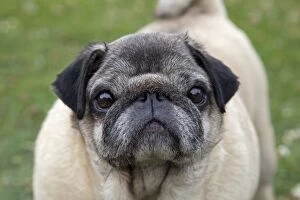 Images Dated 11th July 2010: Dog - Chinese Pug