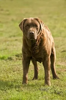 Images Dated 17th October 2009: Dog - Chocolate Labrador