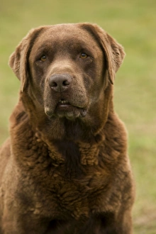 Images Dated 17th October 2009: Dog - Chocolate Labrador