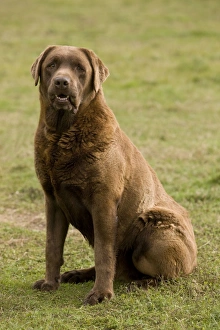 Images Dated 17th October 2009: Dog - Chocolate Labrador