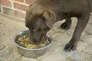 Dog - Chocolate Labrador - eating semi-moist food from bowl