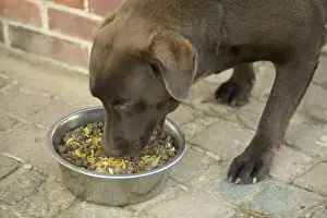With Bowl Prints: Dog - Chocolate Labrador - eating semi-moist food from bowl