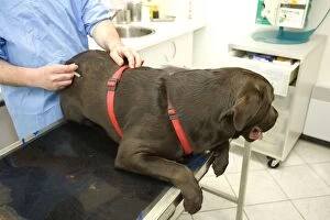 Dog - Chocolate Labrador being examined by vet
