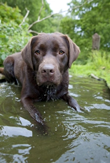 DOG - Chocolate labrador laying in shallow water