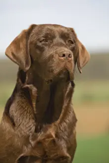 Dog - Chocolate Labrador outside