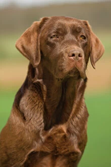 Dog - Chocolate Labrador outside