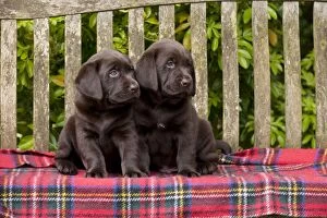 DOG - Chocolate labrador puppies