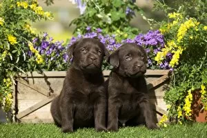 Images Dated 5th April 2011: Dog - Chocolate Labrador puppies