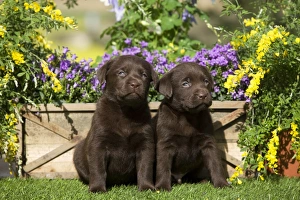 Images Dated 5th April 2011: Dog - Chocolate Labrador puppies