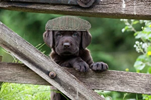 Chocolate Gallery: DOG - Chocolate Labrador puppy