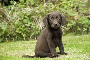 Gunddogs Prints: DOG. Chocolate labrador puppy (13 weeks)