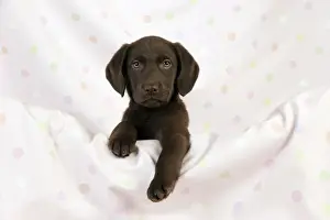 DOG - Chocolate labrador puppy (13 weeks)