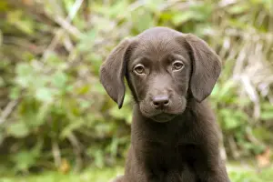 DOG - Chocolate labrador puppy (13 weeks)