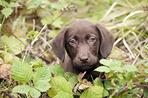 Hide Prints: DOG. Chocolate labrador puppy (13 weeks)