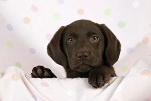 Images Dated 25th September 2011: DOG - Chocolate labrador puppy (13 weeks)