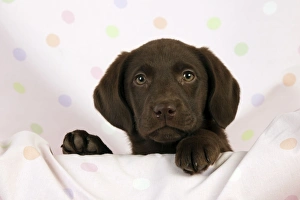 DOG - Chocolate labrador puppy (13 weeks) DOG - Chocolate labrador puppy (13 weeks)