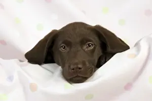 Puppy Prints: DOG - Chocolate labrador puppy (13 weeks)