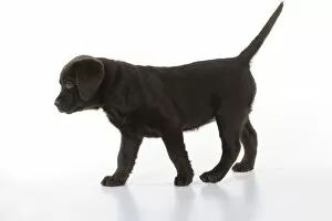Images Dated 18th January 2011: Dog - Chocolate Labrador puppy