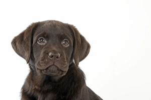 Images Dated 18th January 2011: Dog - Chocolate Labrador puppy
