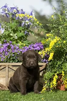 Images Dated 5th April 2011: Dog - Chocolate Labrador puppy