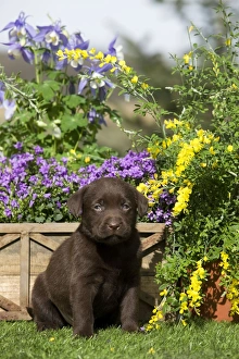 Images Dated 5th April 2011: Dog - Chocolate Labrador puppy