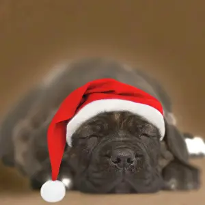 Dog - Chocolate Labrador puppy asleep wearing Christmas hat. SG hat