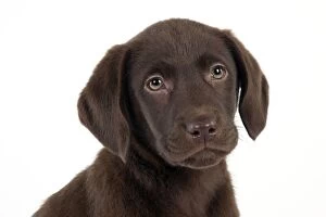 Images Dated 25th September 2011: DOG - Chocolate labrador puppy (head shot) (13 weeks)
