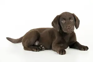 DOG. Chocolate labrador puppy laying down (13 weeks)