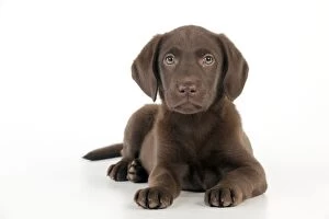 Images Dated 25th September 2011: DOG - Chocolate labrador puppy laying down (13 weeks)