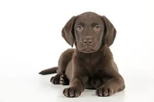 Rest Prints: DOG - Chocolate labrador puppy laying down (13 weeks)