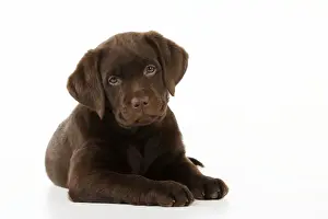Chocolate Prints: DOG. Chocolate Labrador puppy laying down