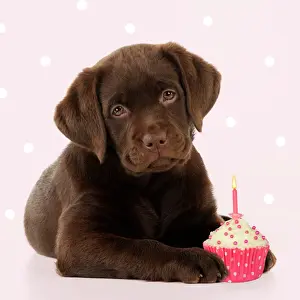 Celebrations Prints: DOG - Chocolate Labrador puppy laying down with cup cake Digital Manipulation: Added background & cake (Su)