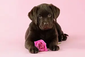 Valentines Prints: DOG. Chocolate Labrador puppy laying down with rose