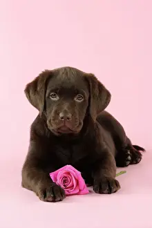 Valentines Prints: DOG. Chocolate Labrador puppy laying down with rose