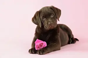 DOG. Chocolate Labrador puppy laying down with rose