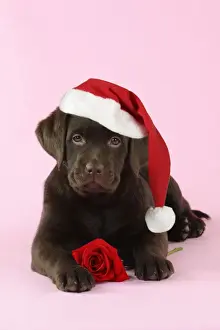 Christmas Prints: DOG. Chocolate Labrador puppy laying down with rose Digital Manipulation: Hat JD
