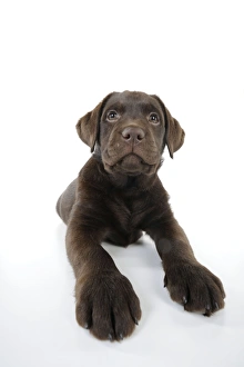 Images Dated 18th January 2011: Dog - Chocolate Labrador puppy - lying down