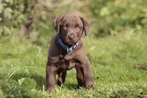 Dog - Chocolate Labrador - puppy outside. Bewdley Worcs UK